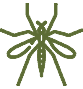 mosquito