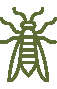 wasp