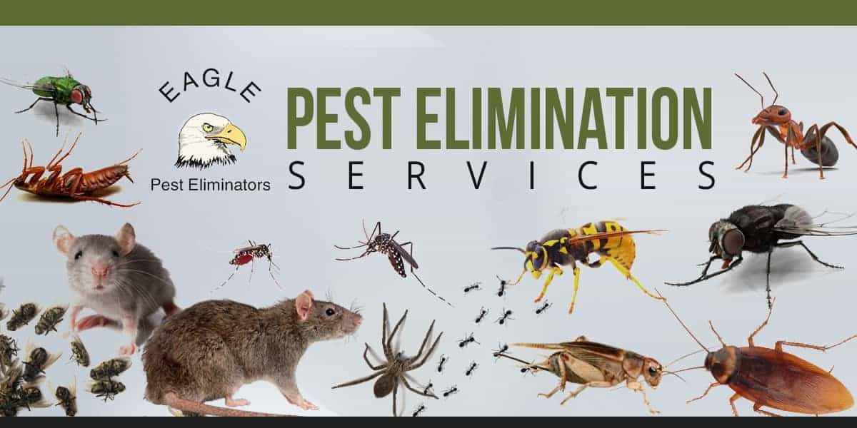 6 Things to Expect From a Pest Control thespruce.com