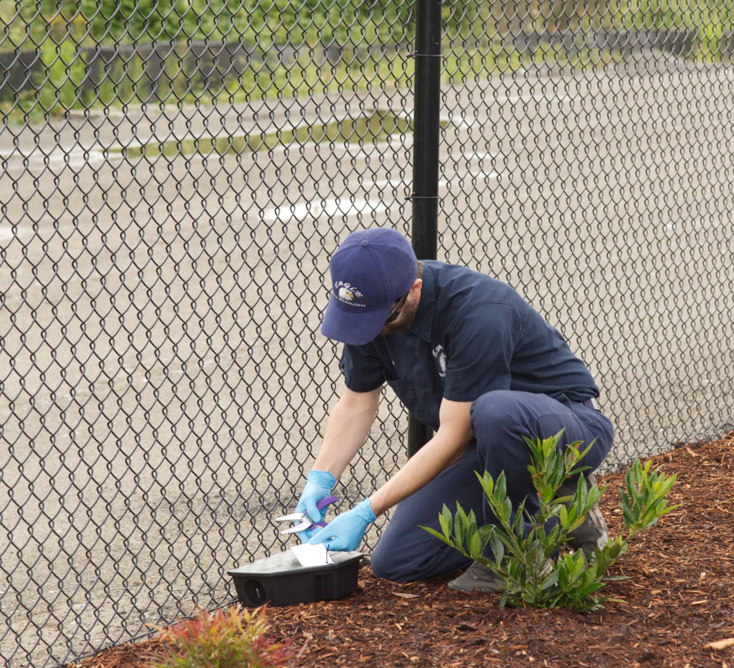 A staff doing his work to remove insects