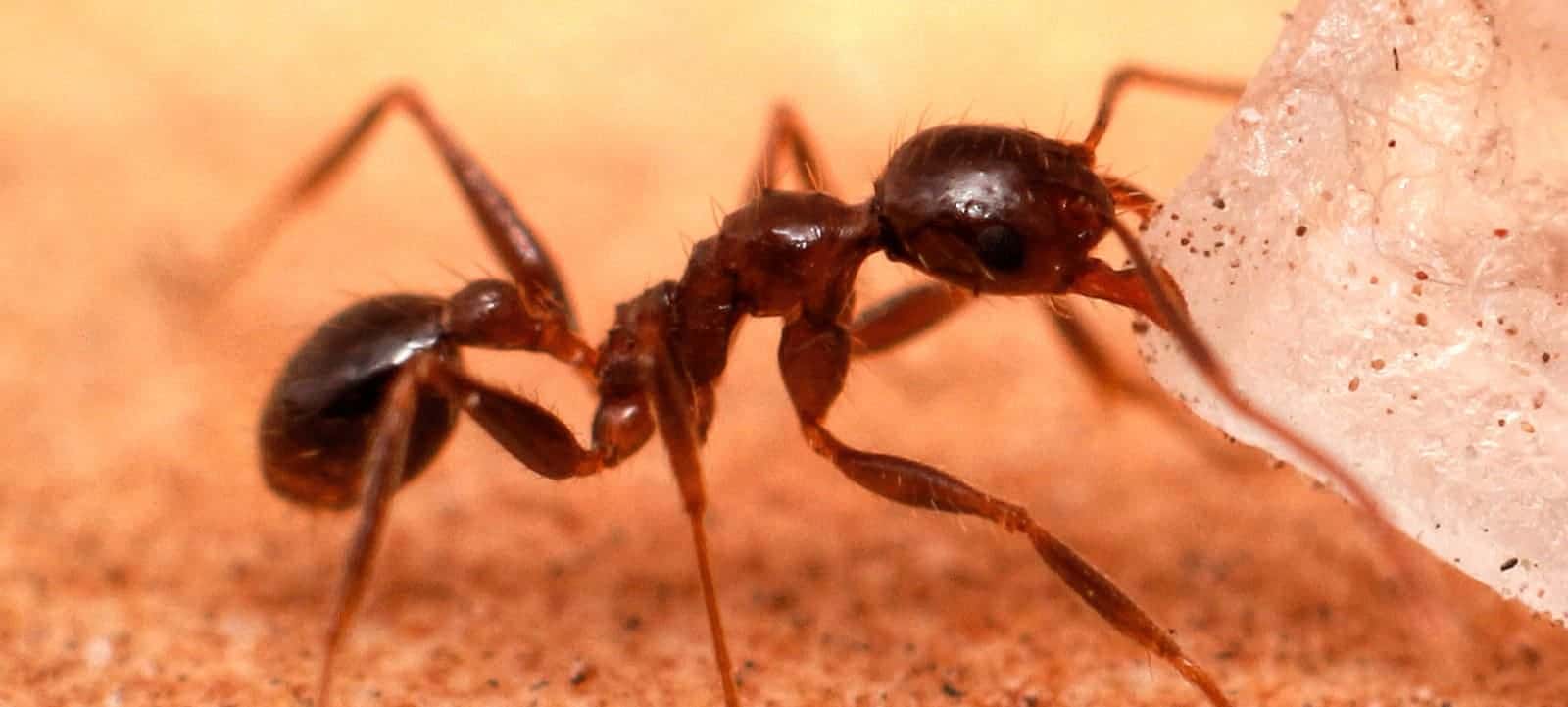 ODOROUS HOUSE ANTS