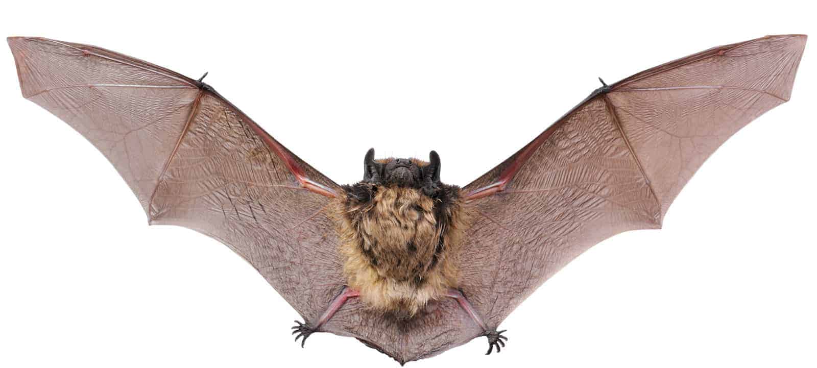 LITTLE BROWN BAT