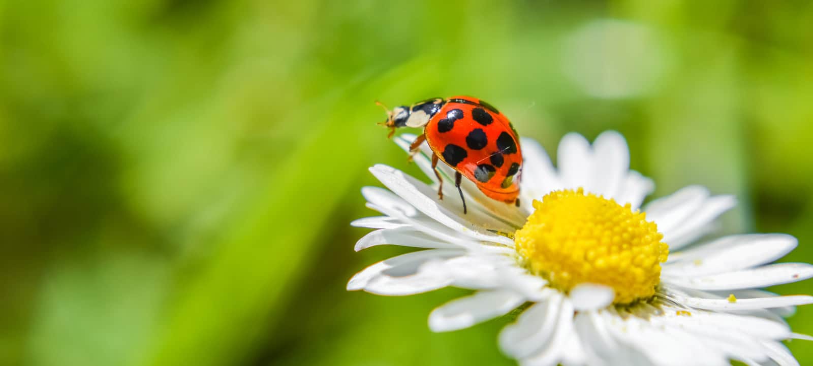 LADY BEETLES & LADY BUGS