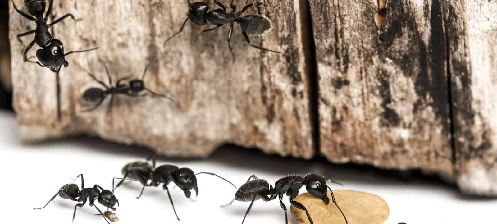 CARPENTER ANTS