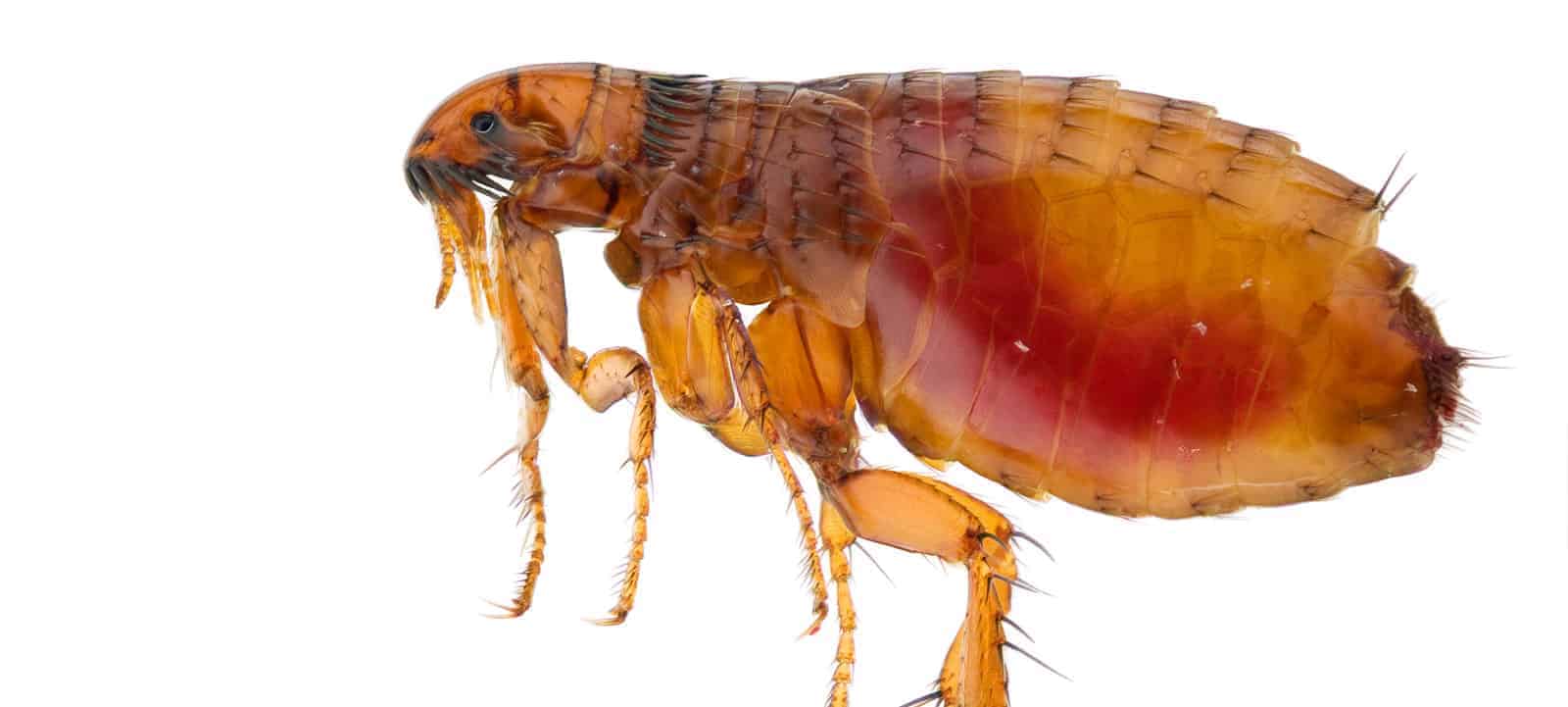 FLEAS