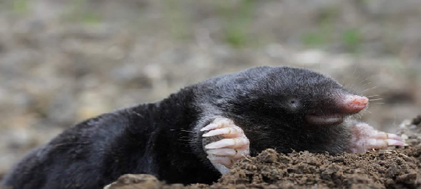 MOLES