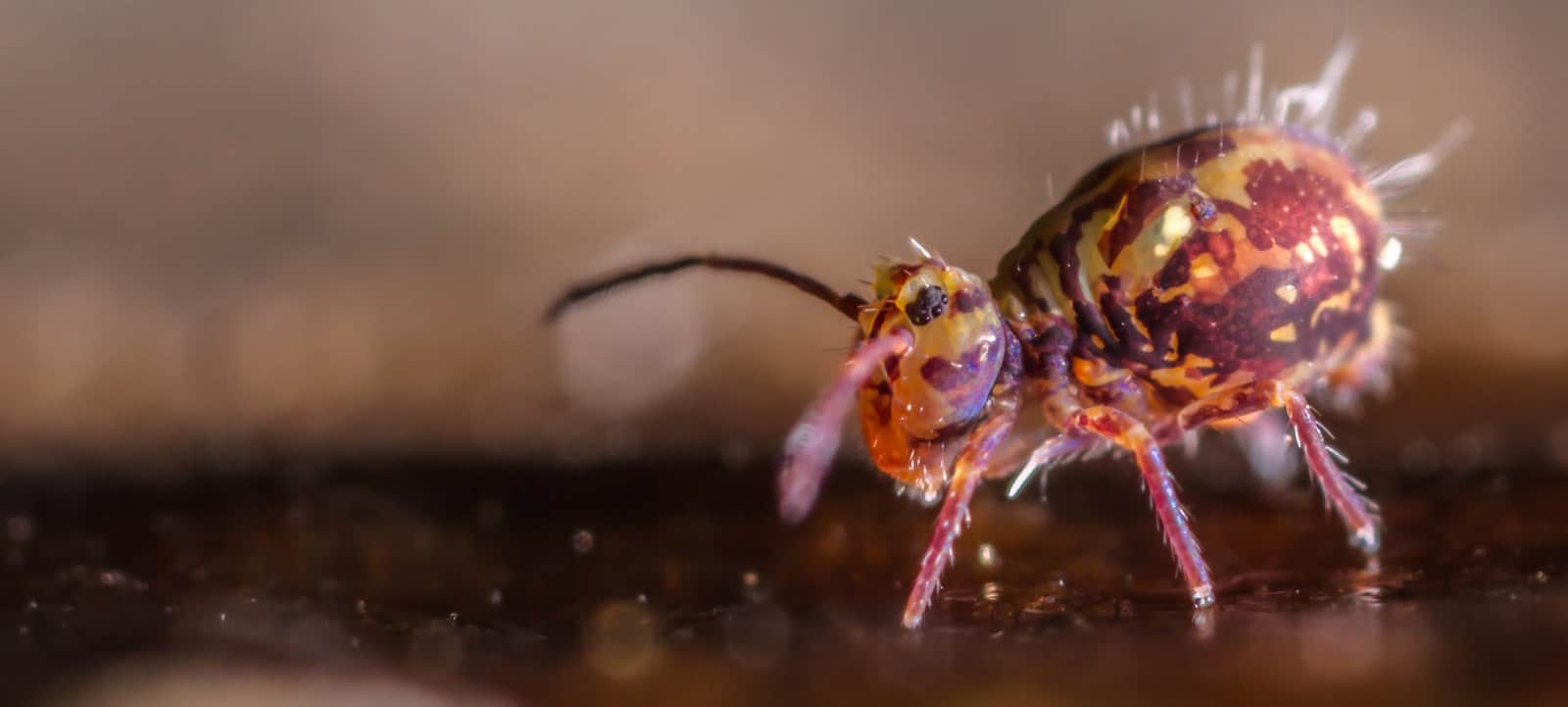 SPRINGTAILS