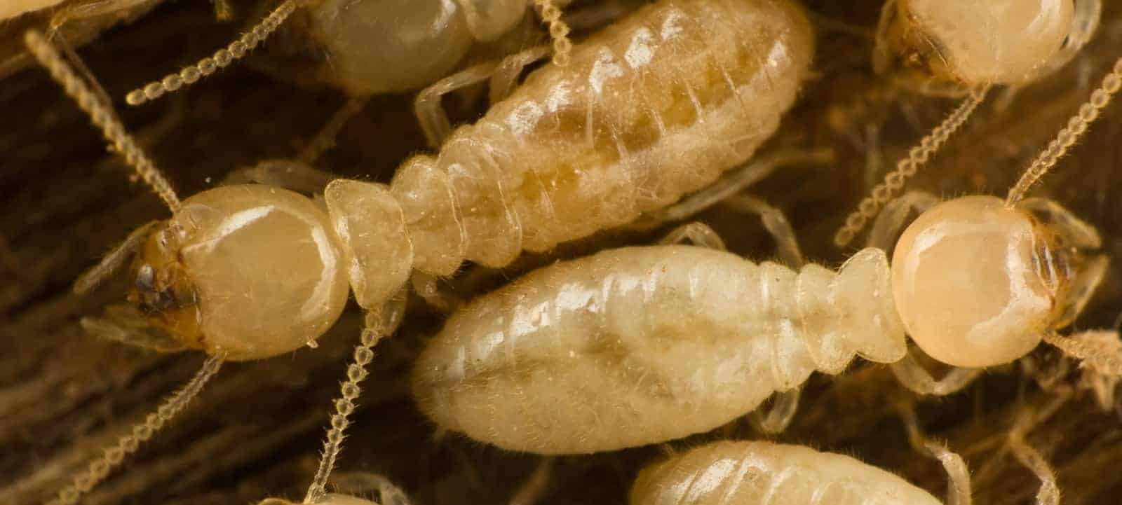 SUBTERRANEAN TERMITES