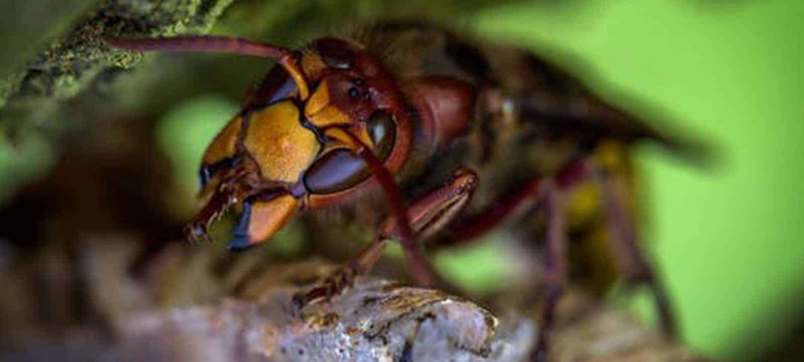 WASPS & YELLOW ACKETS